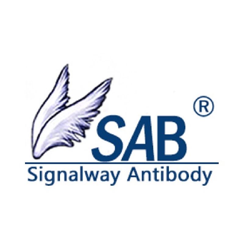Signalway Antibody LLC