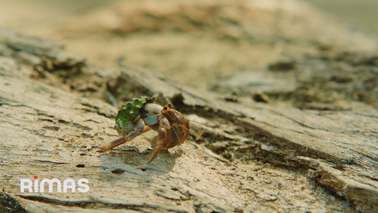BAD BUNNY ft. Chuwi - WELTiTA (Video Oficial) | DeBÍ TiRAR MáS FOToS